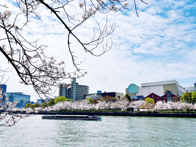 造幣局の桜の通り抜けイメージ画像